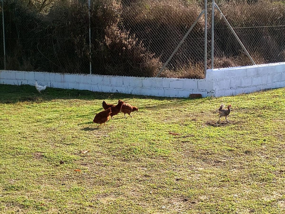 Casa De Campo Los Manueles Ideal Perros Pet Friendly Gojar 外观 照片